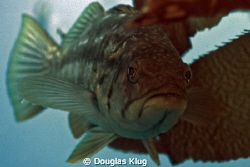 The Calico Bass is one of the "signature" fish in the Cal... by Douglas Klug 